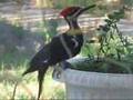 Pileated Woodpecker destroying flowers