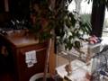 videos de My Flock