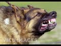 *Understanding Schutzhund*