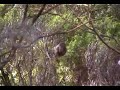 Rare footage of Grey Warbler singing