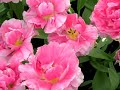 Europe MV (6) - The Keukenhof Flowers, Lisse Netherlands Europe MV (6) - The Keukenhof Flowers, Lisse Netherlands