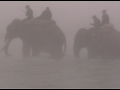 Elephants at the river