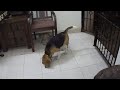 Click here to watch this video beagles