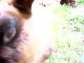 Thumper is a sticky nose