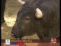 Octavo Encierro San Ferm�n 2007 14 julio CANAL 6 NAVARRA