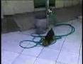 hospedagem de cães