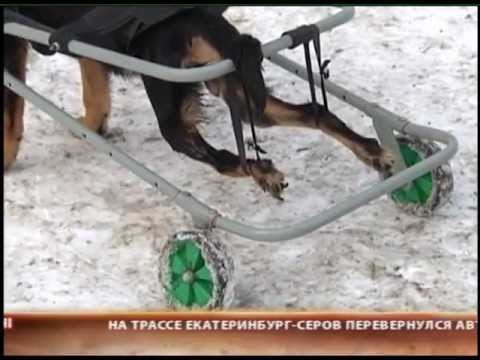Коляска для таксы инвалида