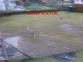 3 1/2 month old nandu babys running in our garden 1
