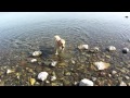 Click here to watch this video Scotty, aprendiendo lo que es el agua