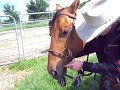 P D Jones; Snaffle bit training nose piece P D Jones; Snaffle bit training nose piece