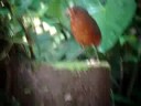 Sword Billed Expeditions bird watching tours
