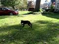 Crazy Puppy Moose