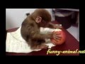 Mini monkey baby eats apple Mini monkey baby eats apple