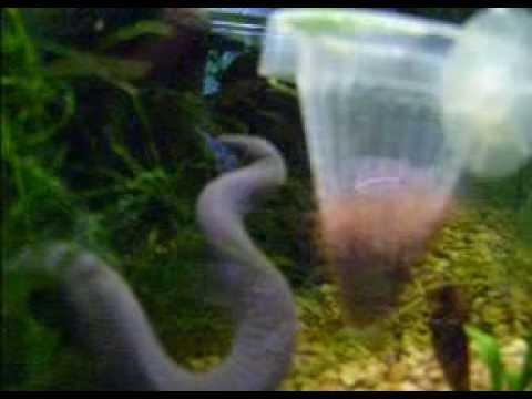 Blind rubber eel fumbles for bloodworms