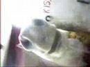 KIsscool