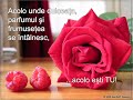 te-iubesc-DORU