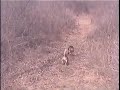 Beagles chasing rabbits Beagles chasing rabbits