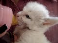Cute kitten moves her ears while drinks milk!!! Cute kitten moves her ears while drinks milk!!!