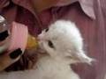 Cute kitten moves her ears while drinks milk!!!