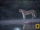 lioness on the hunt pt 2  11 19 07  petes pond