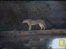 lioness on the hunt pt 2  11 19 07  petes pond