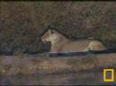 lioness on the hunt pt 2  11 19 07  petes pond
