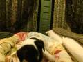 Zoey & Chula playing