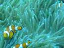 Clownfische in Moalboal, Philippinen Clownfische in Moalboal, Philippinen