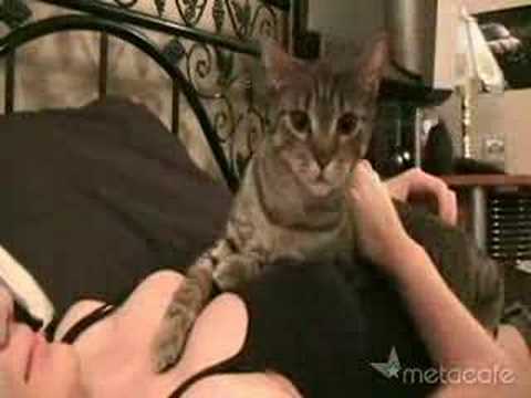 女性の胸を守る猫Youtube(ユーチューブ・ゆーちゅーぶ)・Dailymotion動画