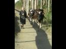 Jakobsweg 2007 (2Teil/1)... der Weg bis Santiago...