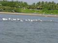 videos de In a boat at Kadalundi Bird Sanctuary, near Kozhikode, north Kerala, India !