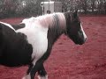 Gypsy Cobs