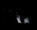 Eths - crucifere