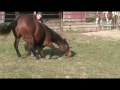 Twister - Horse For Sale