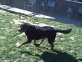 *ADOPTED* Capone 6195490 Humane Society Colorado Adopt