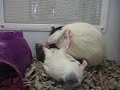 Rat Salad Tossing