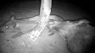 wildlife trail camera. vahşi yaşam fotokapan görüntüleri wildlife trail camera. vahşi yaşam fotokapan görüntüleri