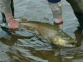 Brians brown trout from the salmon river