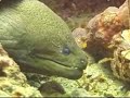 Moray at Koh Haa