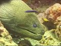 Moray at Koh Haa
