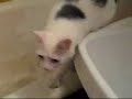 Basya - The Turkish Van Cat - bathroom (video 4) Basya - The Turkish Van Cat - bathroom (video 4)
