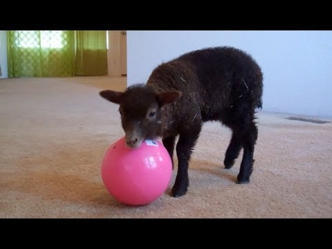Versailles1770 - Never before seen clips of video Dasher and Edie when they were babies! Enjoy! Dasher was born in March 2012, followed by Edie a couple weeks later. They're ...