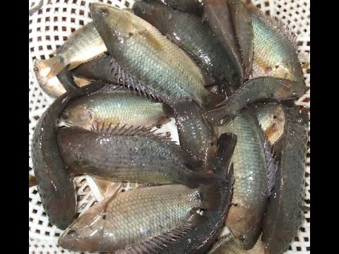 rô - http://channuoimientaynambo.blogspot.com Mời qúy vị xem bài KT chăn nuôi và trồng trọt.