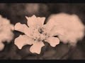 Marigold - Devendra Banhart Marigold - Devendra Banhart