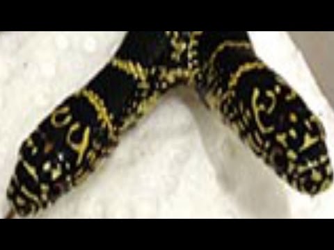 YouTube reptile video