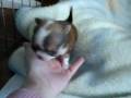 videos de Wartenas Chihuahuas tiny Kiara learning to walk