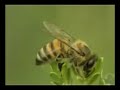 Prime Brazilian Green Propolis