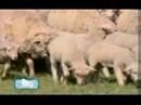 Organic Merino Wool Education Organic Merino Wool Education