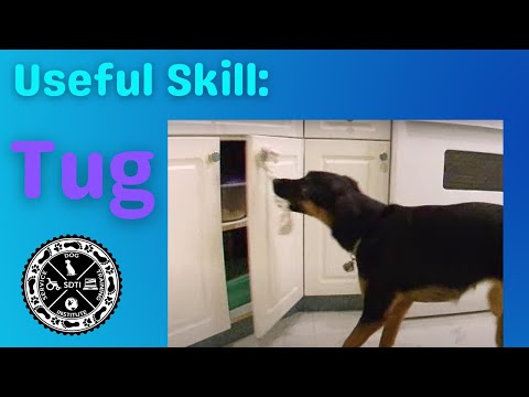 how to train a puppy to go to the door