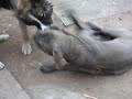 caucasian and mastino playing